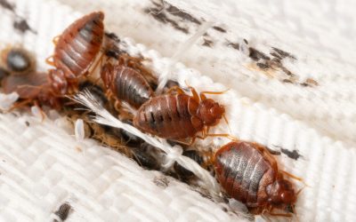 Guida Completa alle Cimici dei Letti: Prevenzione e Disinfestazione