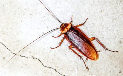 Blatte e scarafaggi: scopri come liberartene una volta per tutte