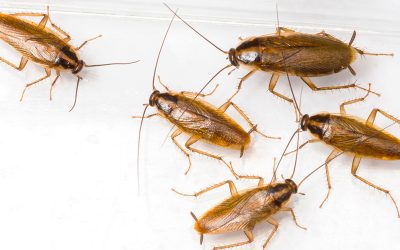 Come Eliminare le Blatte in Casa: Consigli e Soluzioni Efficaci