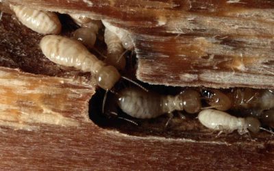 Acari del legno: come eliminarli e prevenire le infestazioni