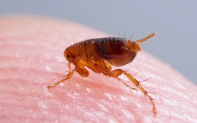 Infestazioni da Pulci: come affrontare e prevenire le pulci in casa